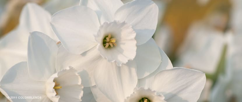 Stainless Daffodils from Colorblends