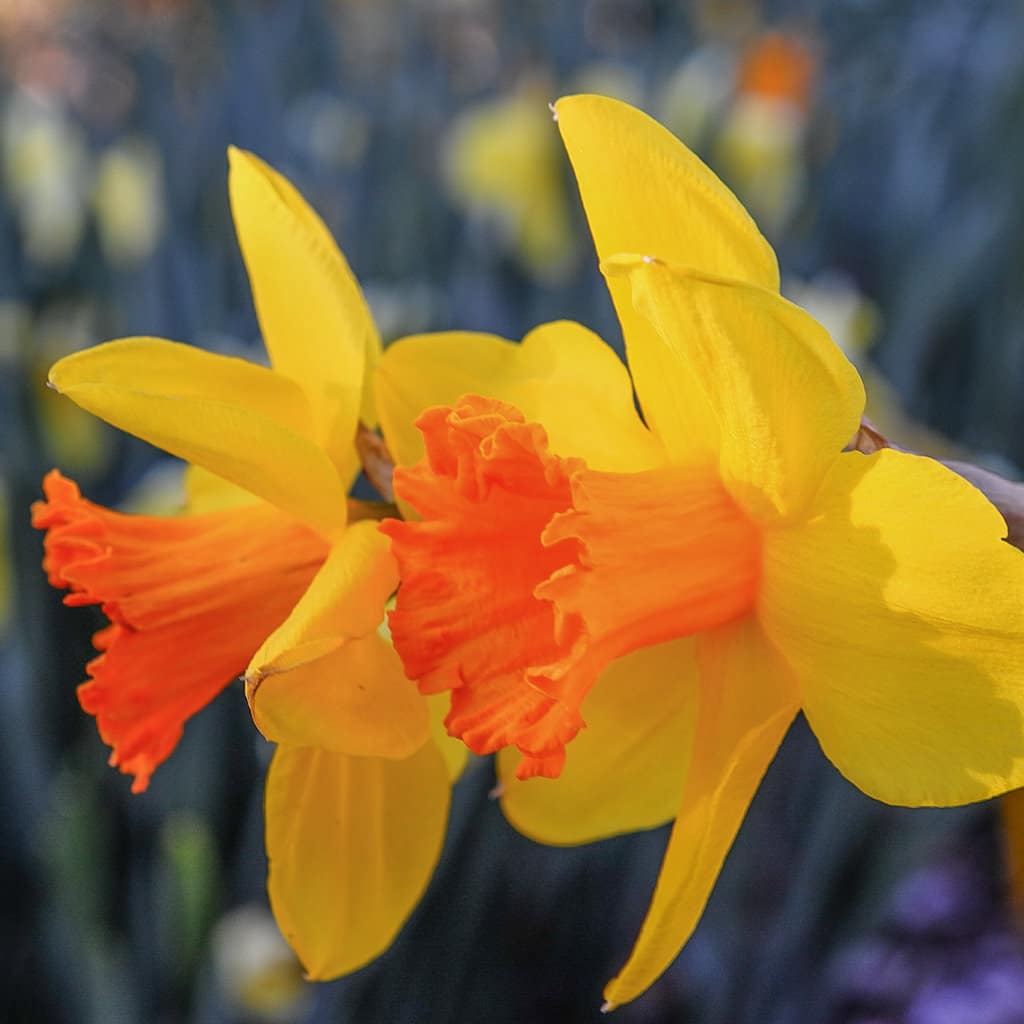 Pimpernel Daffodils from Colorblends