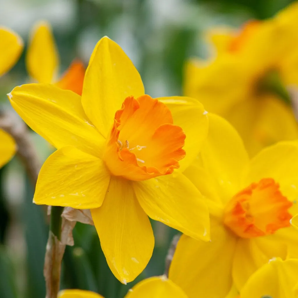 Ceylon Daffodils from Colorblends