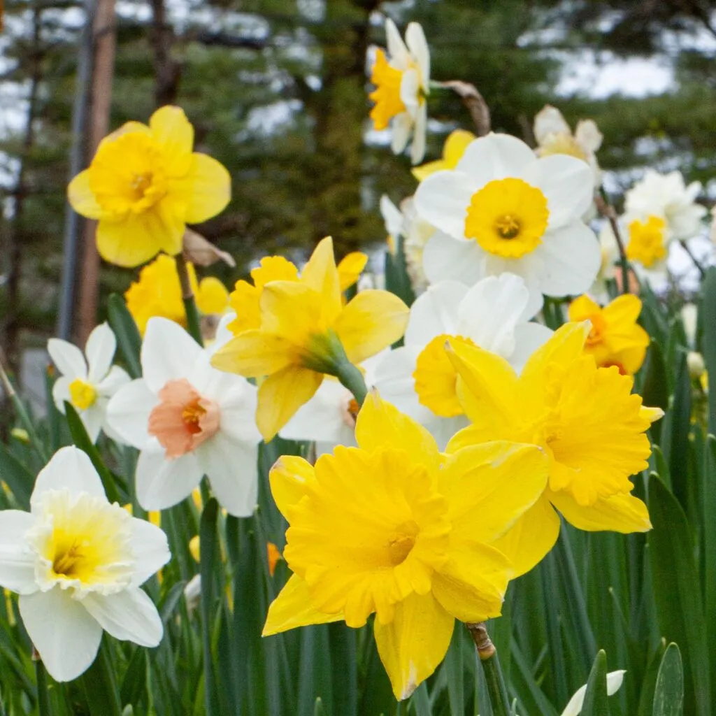 Spring Loaded Daffodil from Colorblends