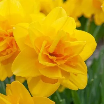 Queen's Day Daffodils from Colorblends