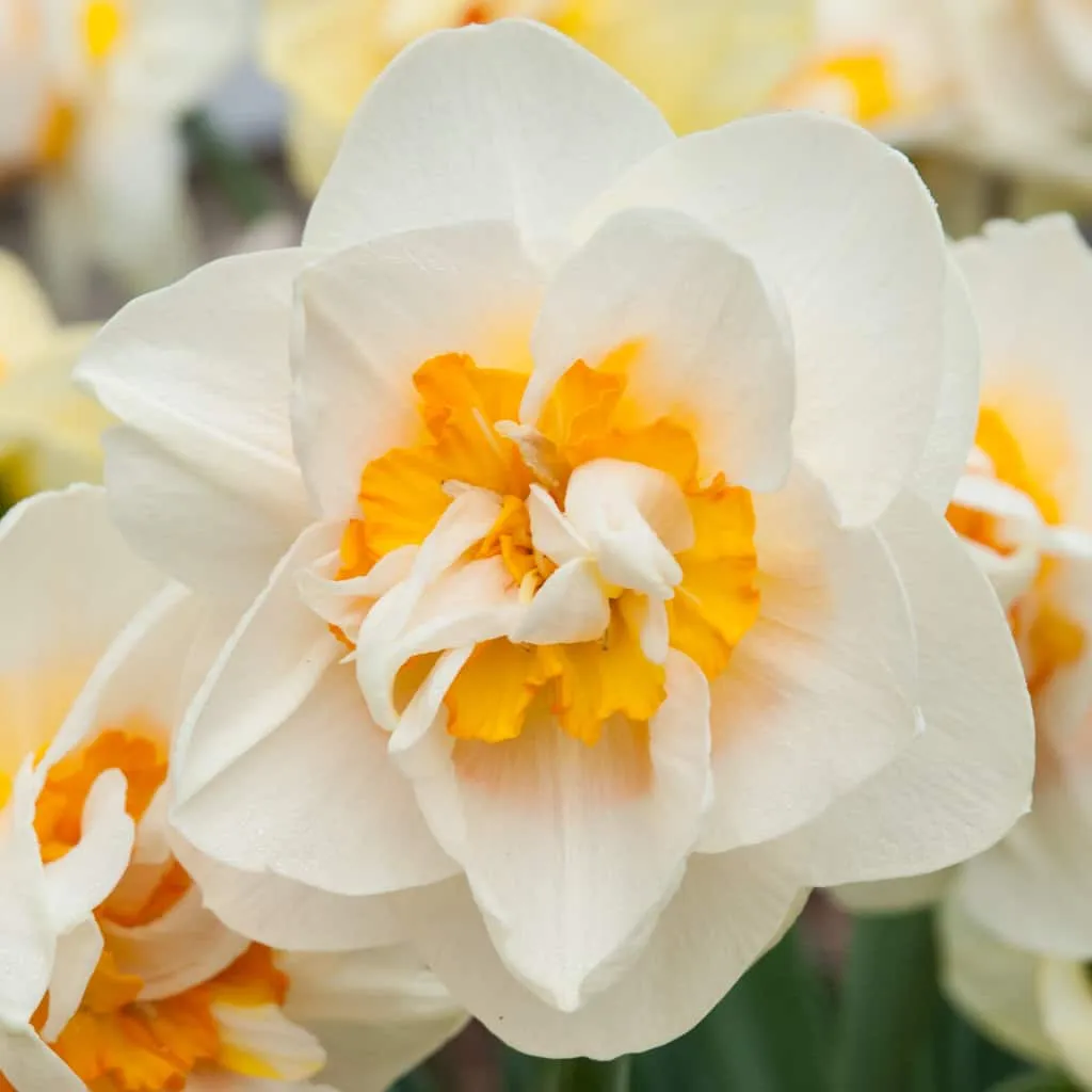 Flower Parade Daffodils from Colorblends