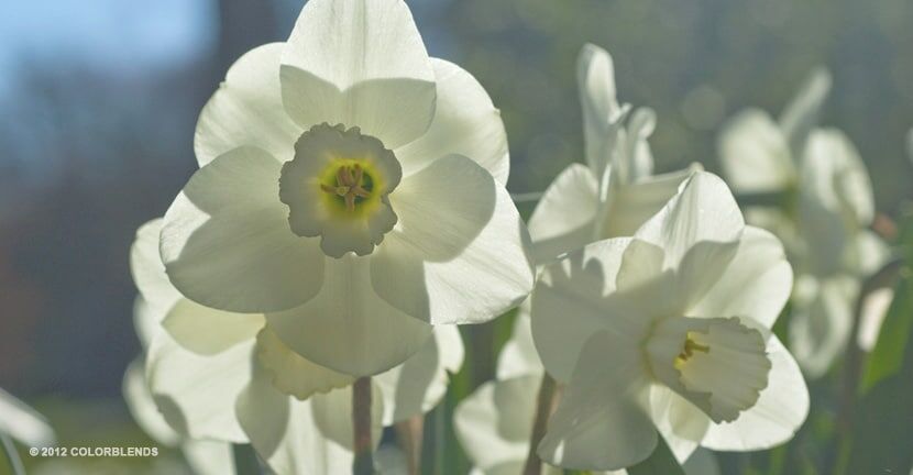 Misty Glen Daffodils from Colorblends