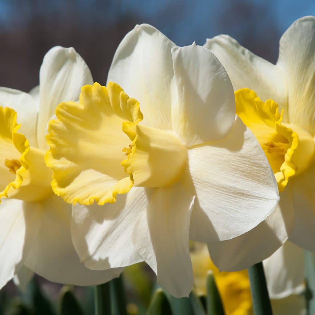 Ma Bell Daffodils from Colorblends