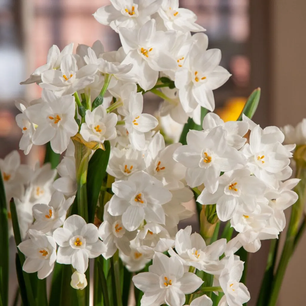Nir Paperwhites from Colorblends