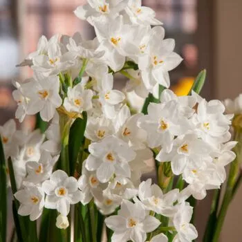 Nir Paperwhites from Colorblends