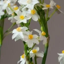 Wintersun Paperwhites from Colorblends