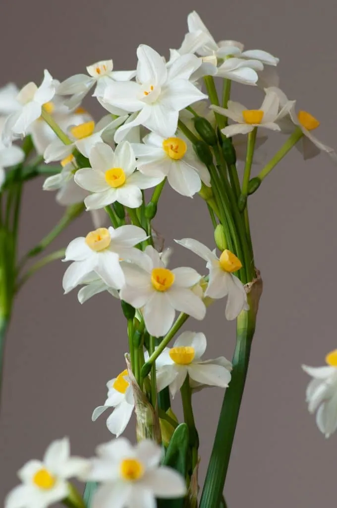 Wintersun Paperwhites from Colorblends