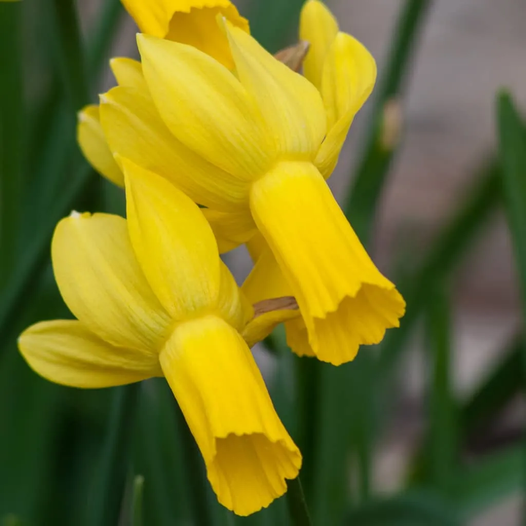 Rapture Daffodils from Colorblends