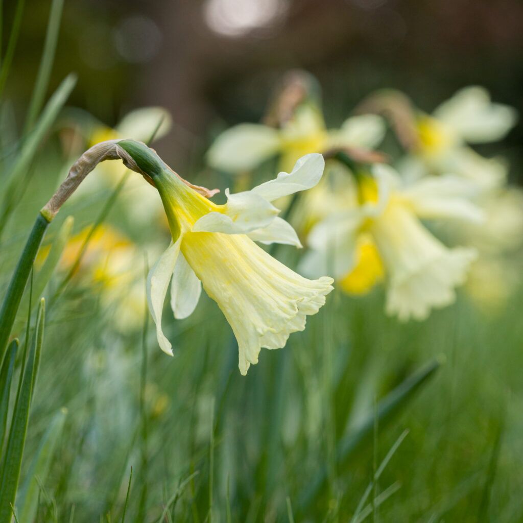 W.P. Milner Daffodils cropped in a square