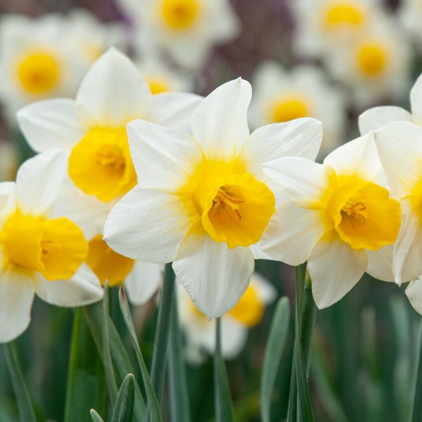 Daffodil Golden Echo from Colorblends