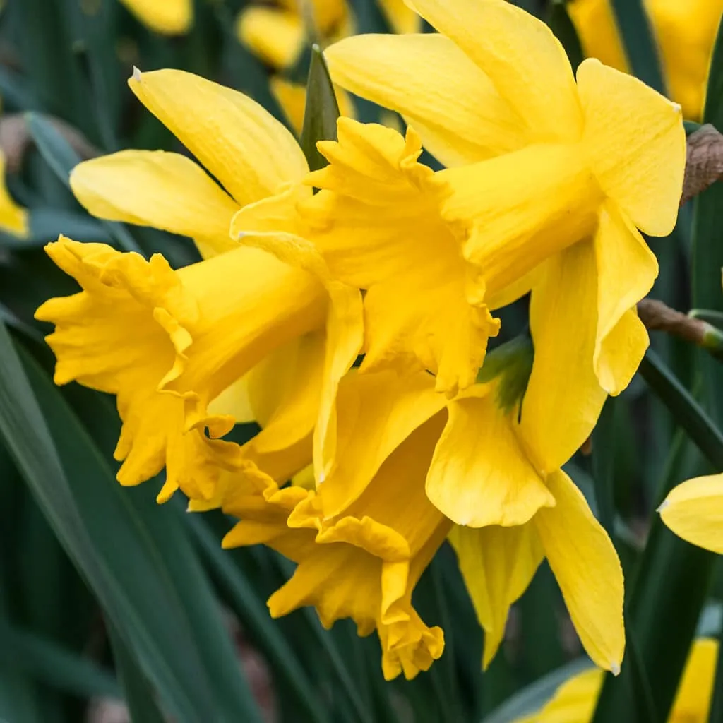 Golden Harvest Daffodils from Colorblends