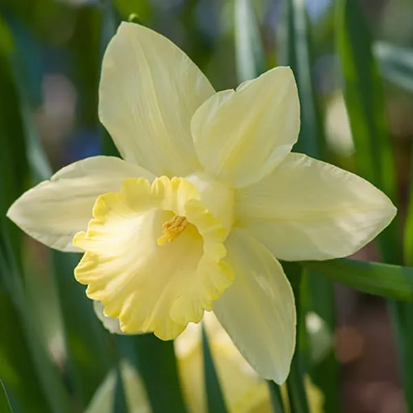 Daffodil Pistachio from Colorblends