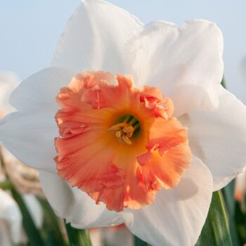 Precocious Daffodils by Colorblends