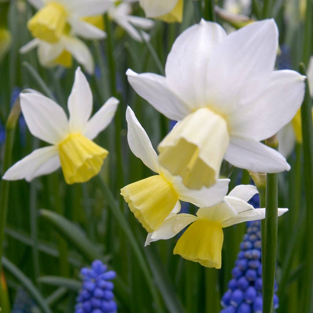 Sailboat Daffodils from Colorblends