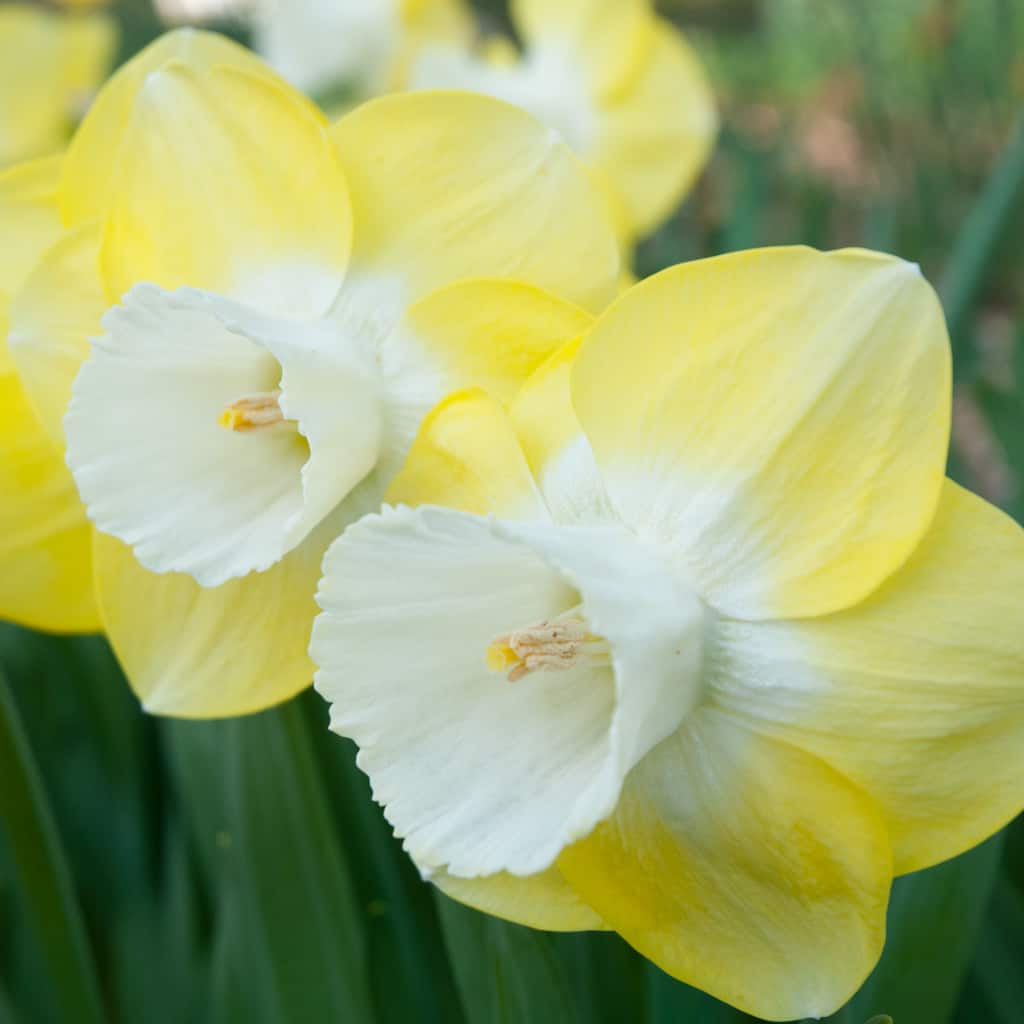 Avalon Daffodils by Colorblends