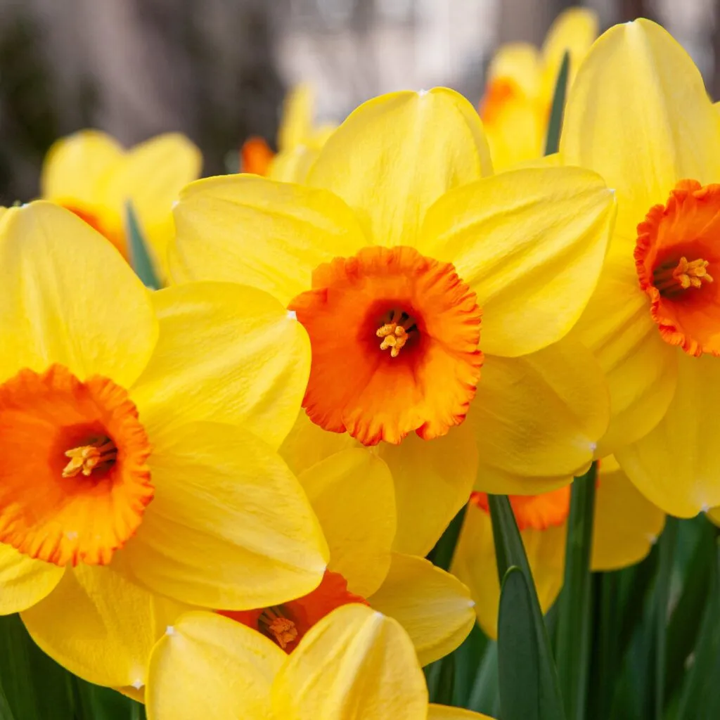 Monal Daffodils from Colorblends