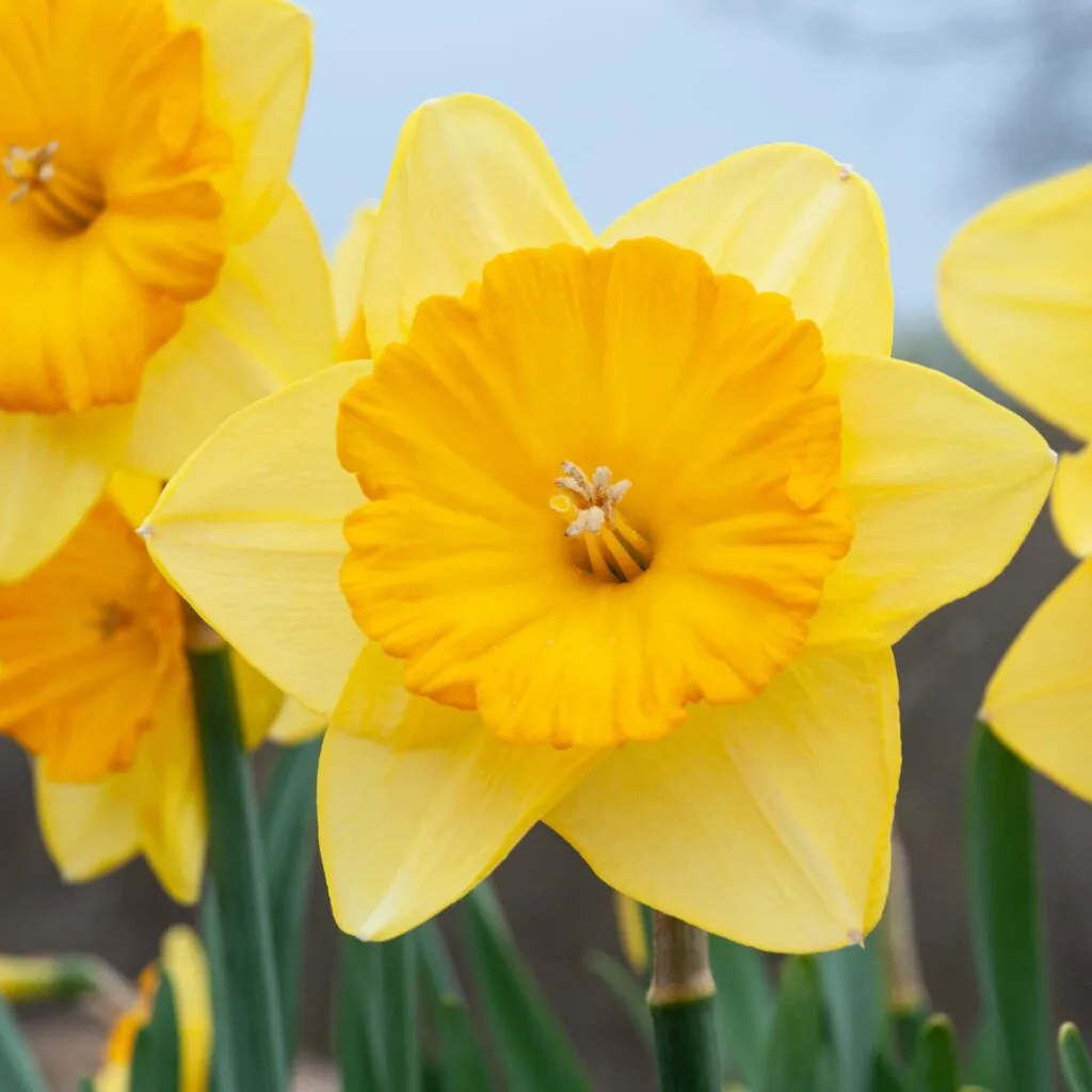 Pride of Lions Daffodils from Colorblends