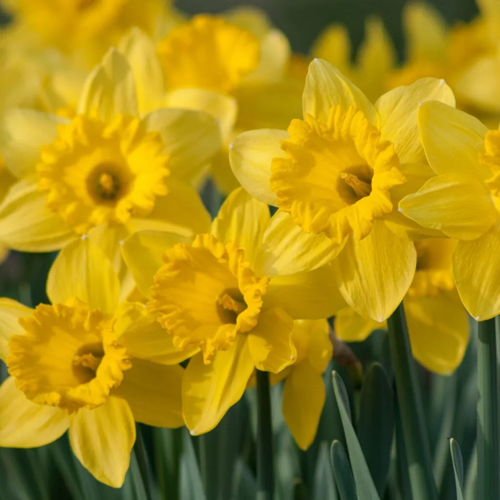 Dutch Master Daffodils from Colorblends