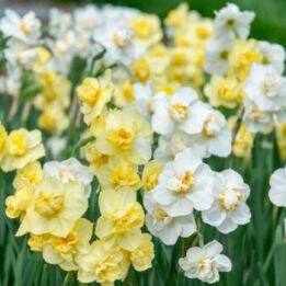 Charm Offensive Daffodil from Colorblends