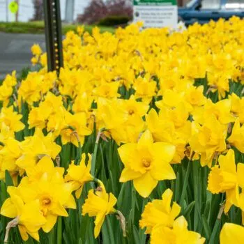 Roadside Yellow Daffodils by Colorblends