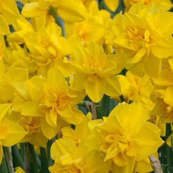 Double Smiles Daffodils
