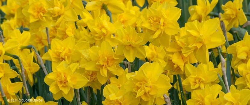 Double Smiles Daffodils
