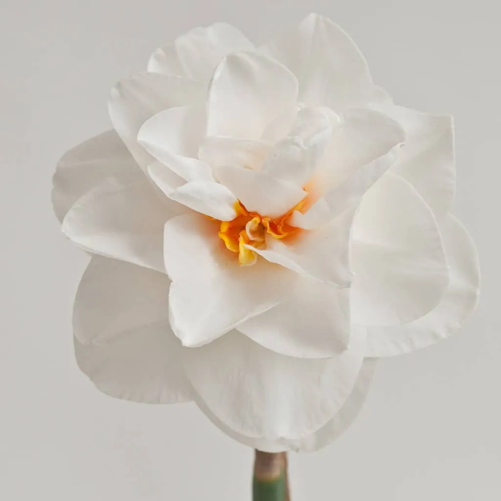 Acropolis Daffodils from Colorblends