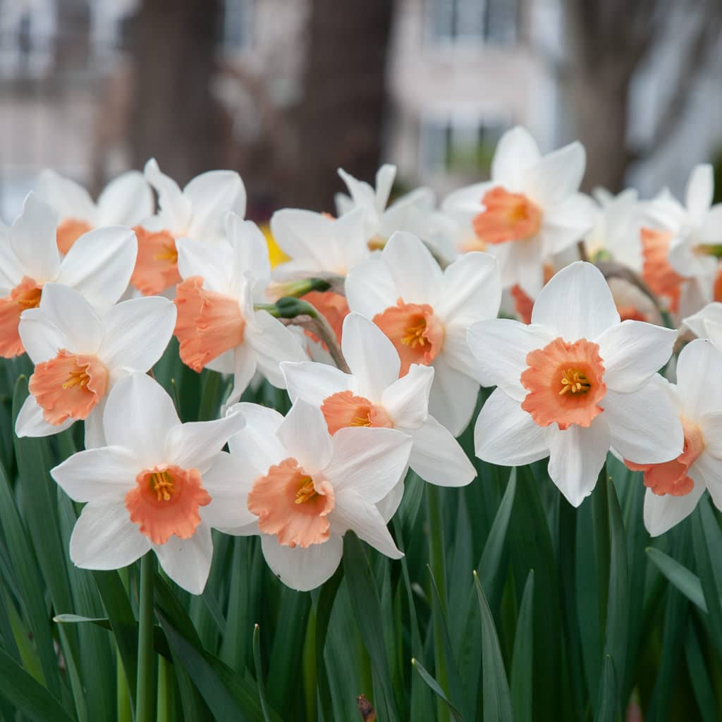 Accent LS Daffodils by Colorblends