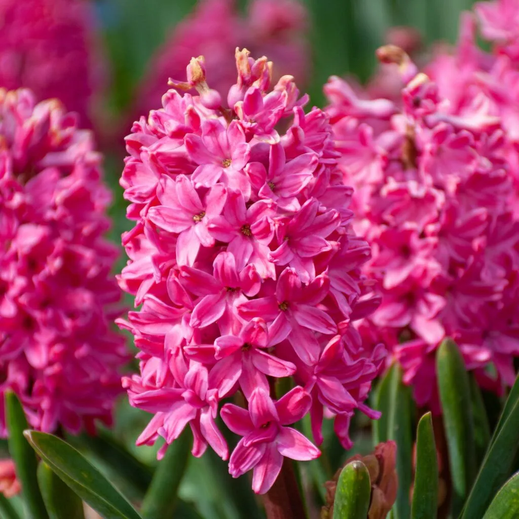 Hyacinth Jan Bos from Colorblends