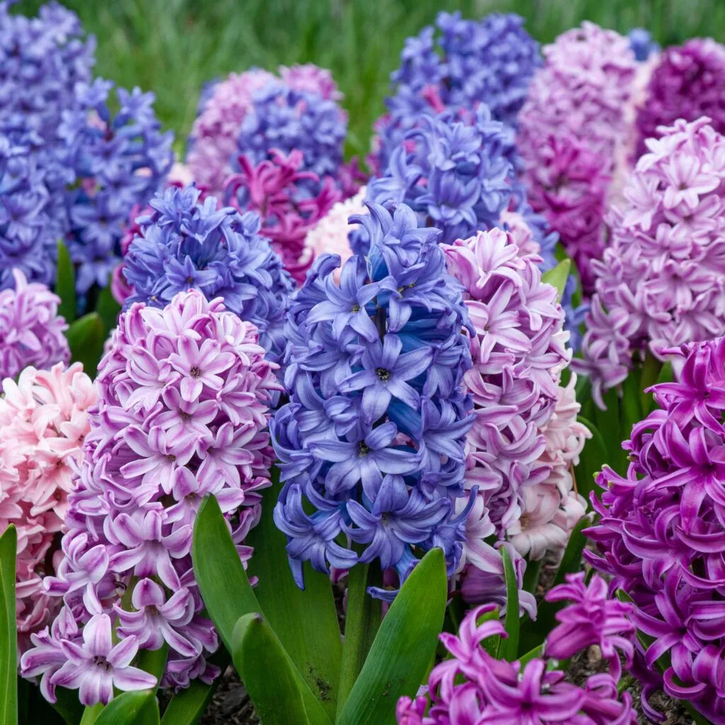 Hyacinth Étouffée from Colorblends
