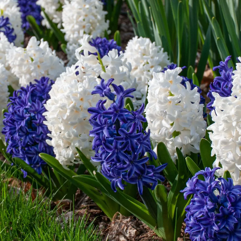 Hyacinth Blue Delta from Colorblends