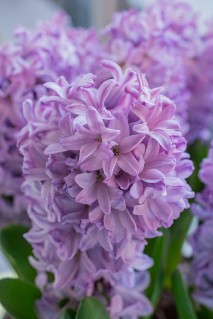 Hyacinth Violetti Star from Colorblends