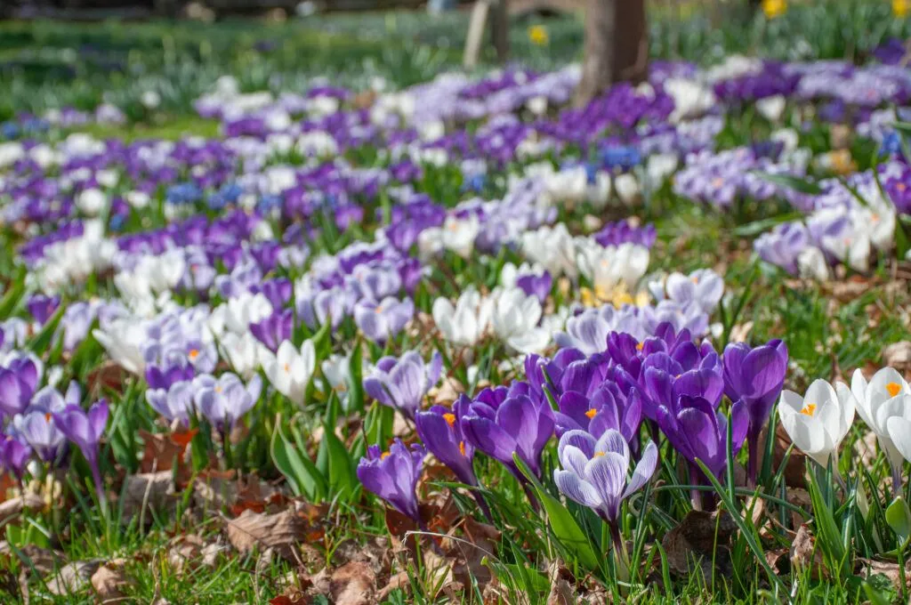 Hokus Crocus Blend | Always Wholesale Pricing | Colorblends®