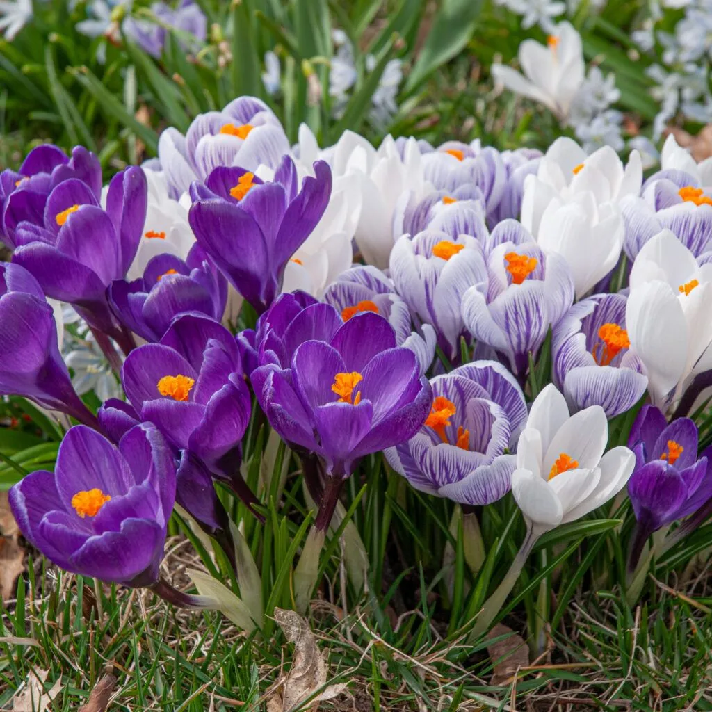 Hokus Crocus Blend from Colorblends