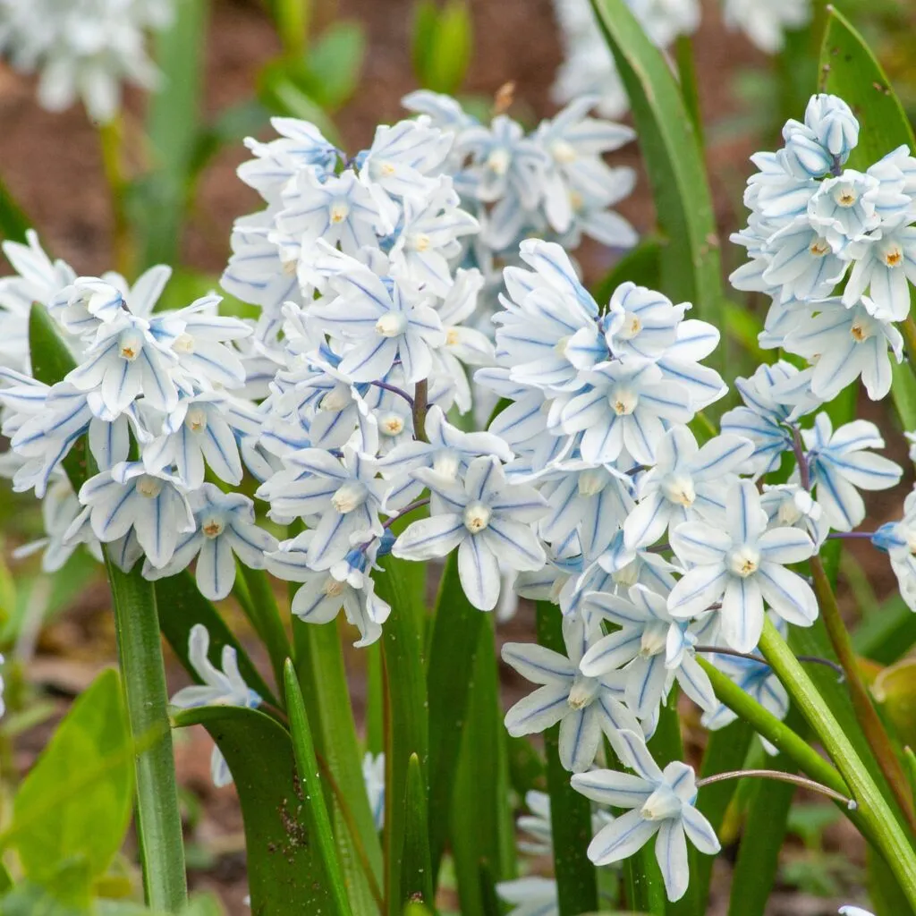 Striped Squill from Colorblends