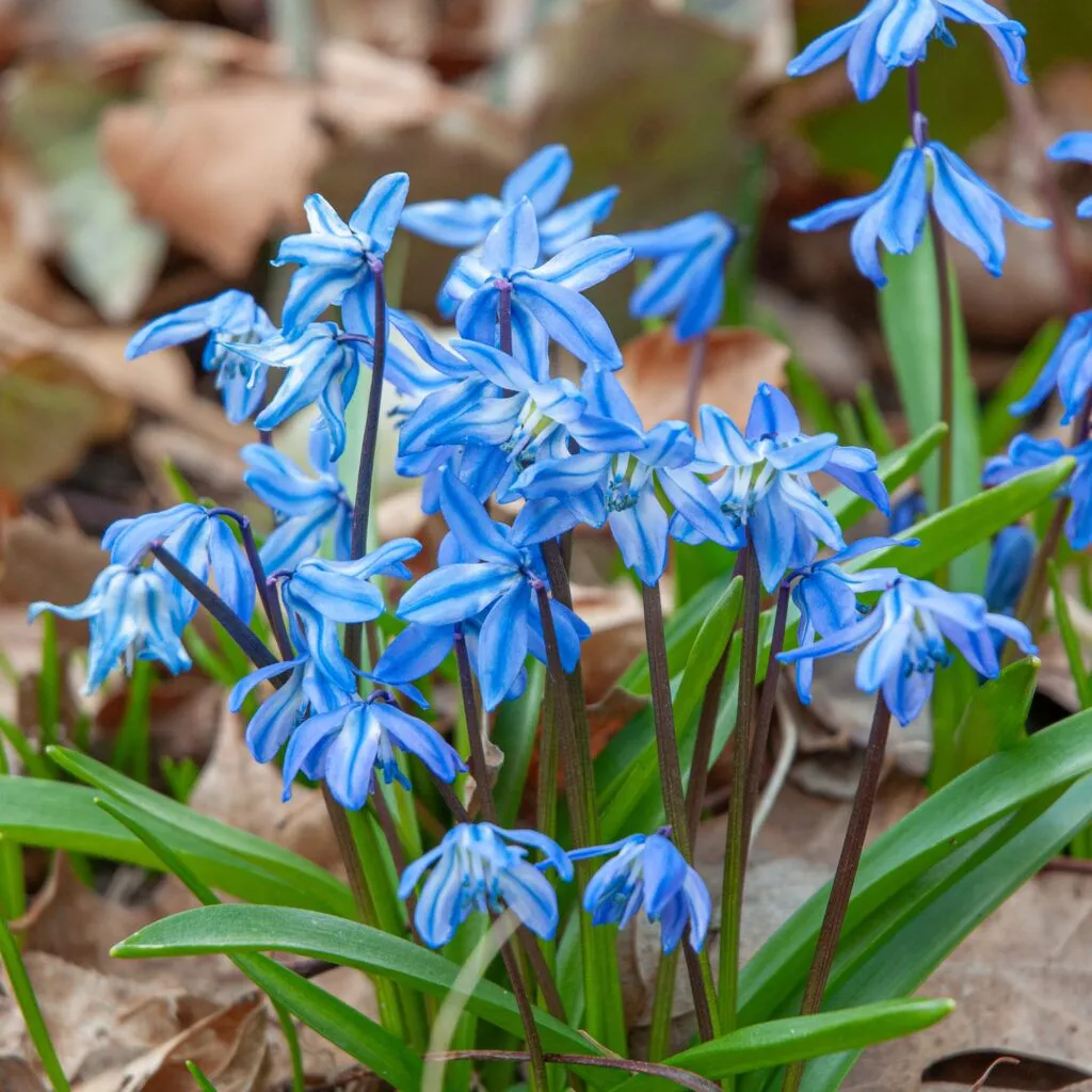 Blue Squill from Colorblends