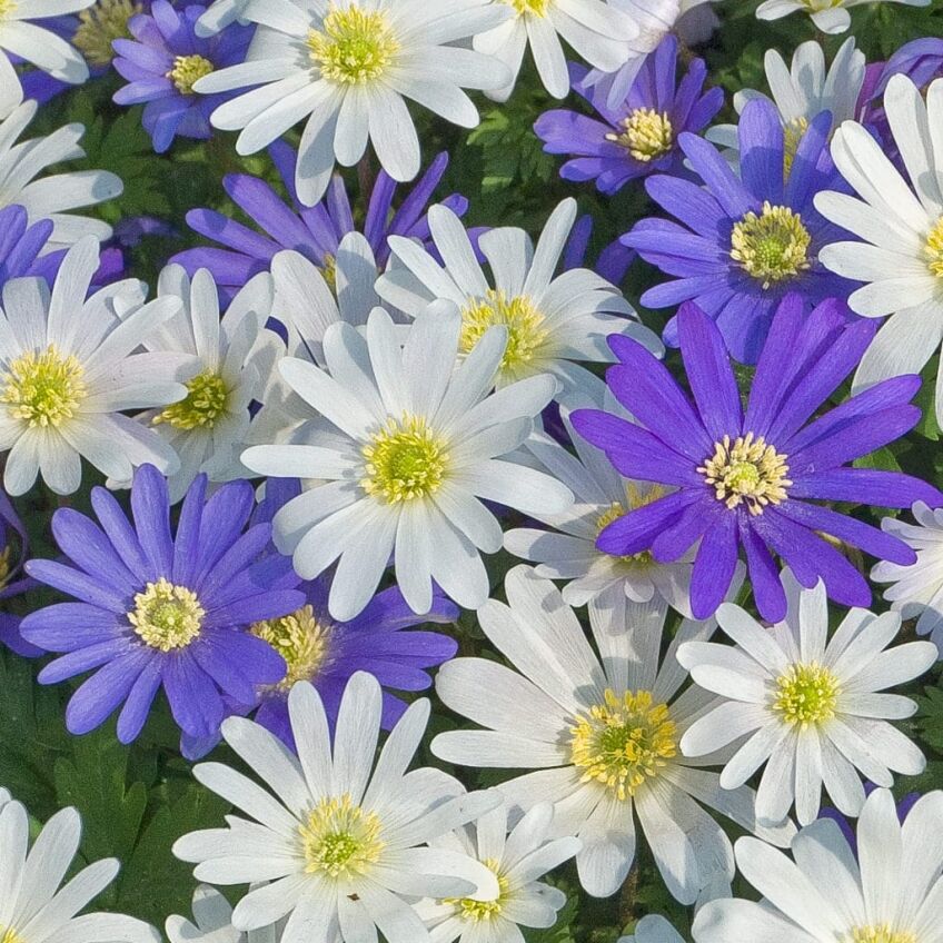 Windflowers from Colorblends