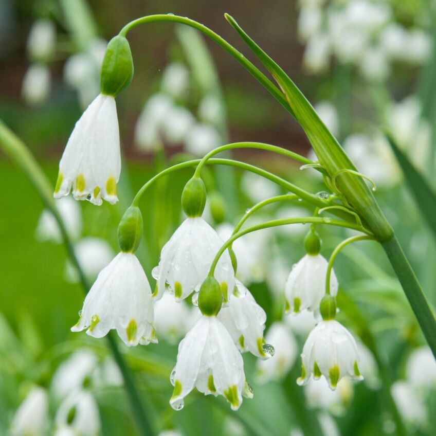 Snowflake leucojum bulbs from Colorblends