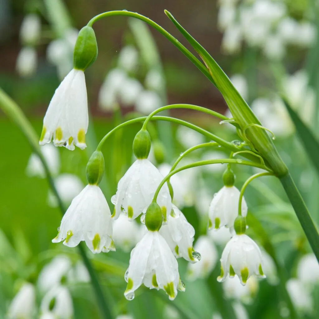 Snowflake leucojum bulbs from Colorblends