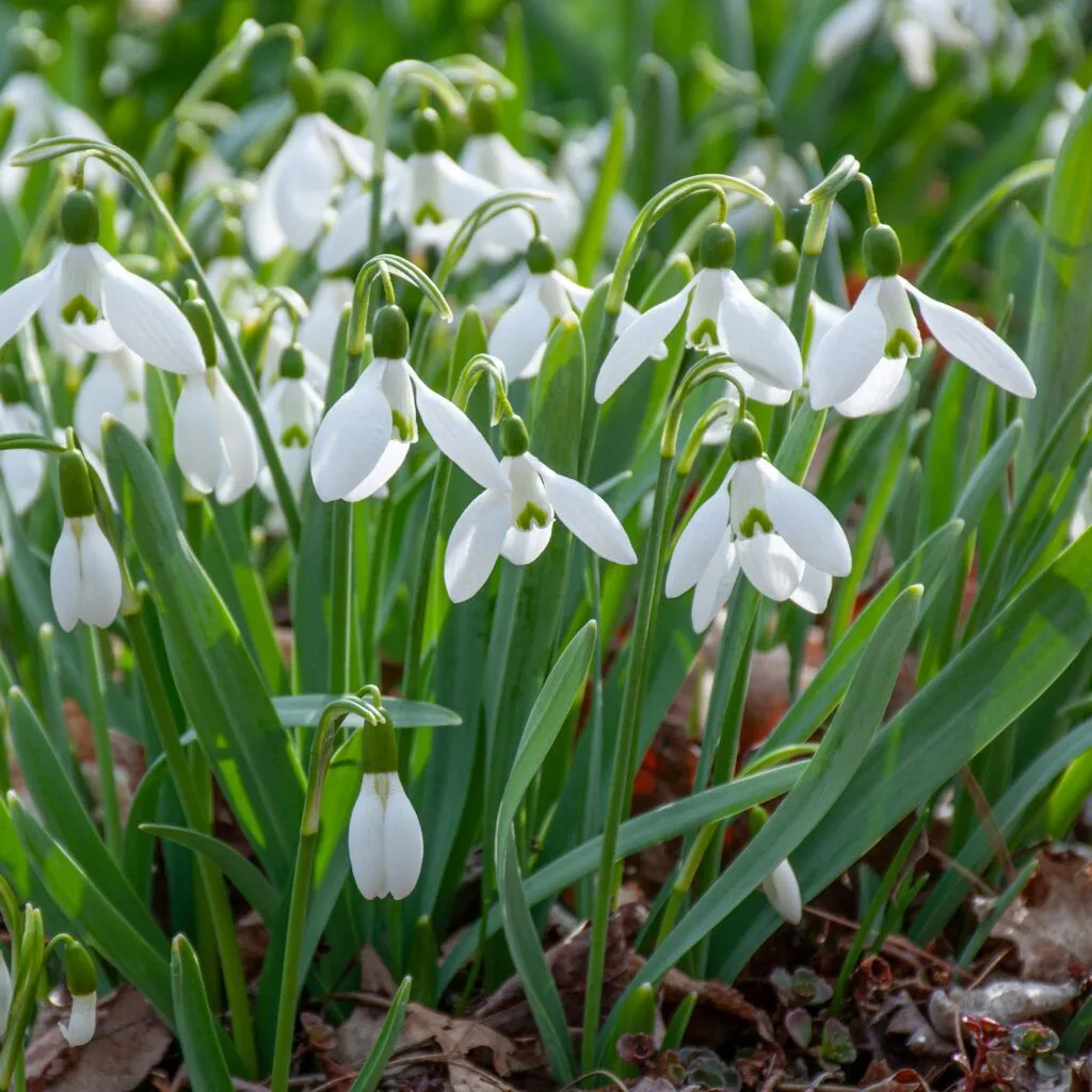 Closeup of Snowdrops from Colorblends