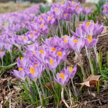 Tommies Crocuses from Colorblends
