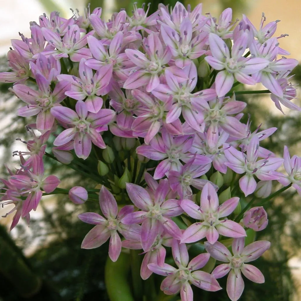 Allium Unifolium from Colorblends