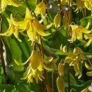 Trout Lily from Colorblends