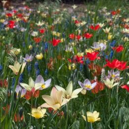 Aladdin’s Carpet tulips from Colorblends