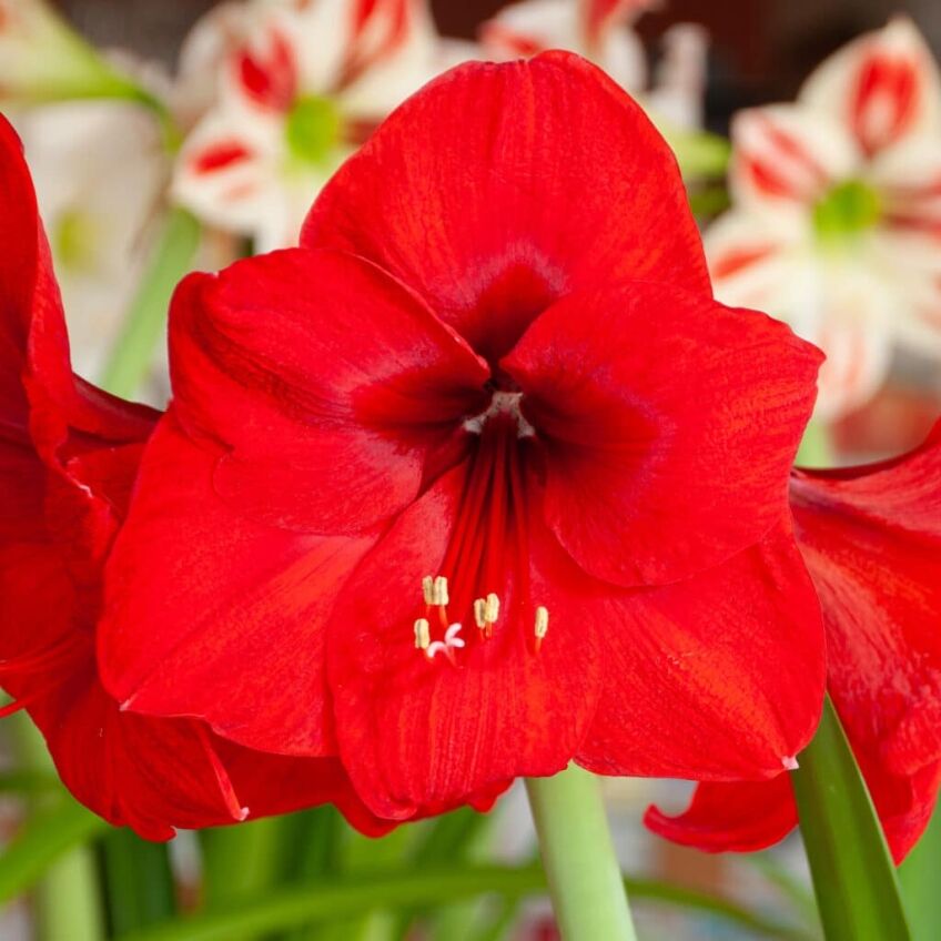 Red Lion Amaryllis from Colorblends