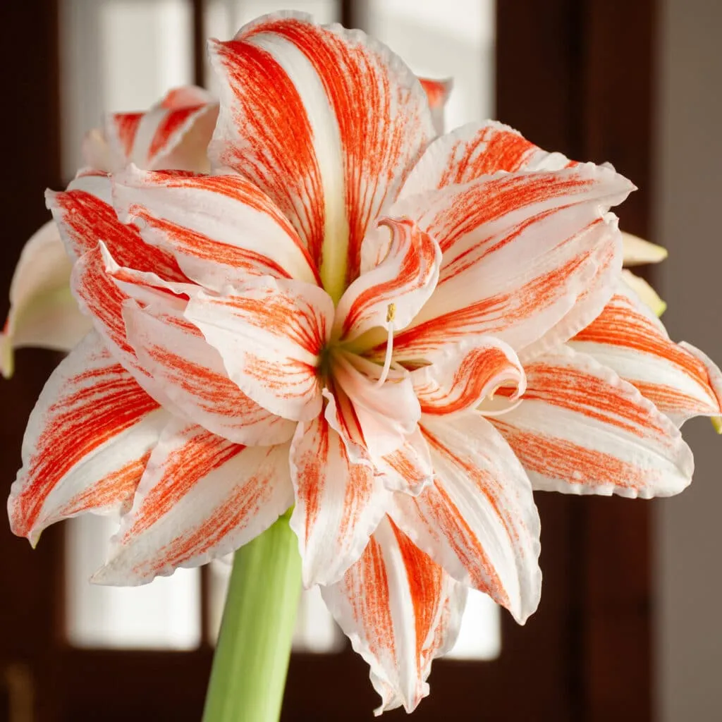 Dancing Queen Amaryllis from Colorblends