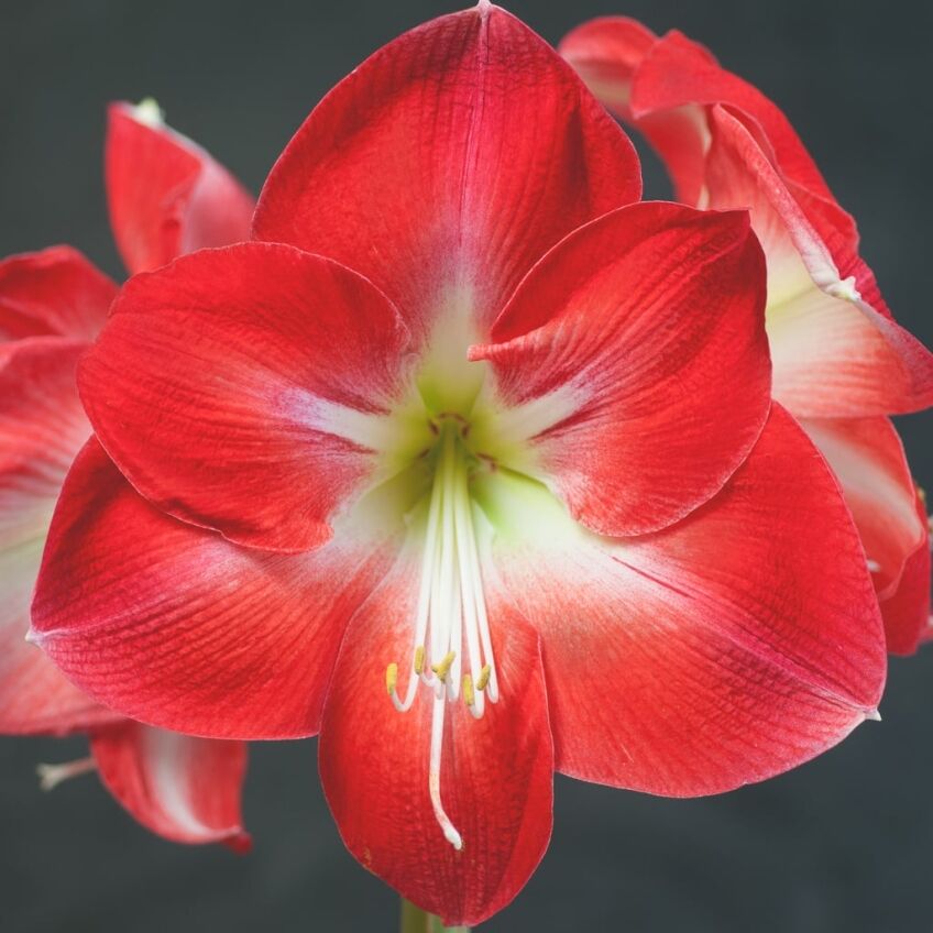 Monaco Amaryllis Bulbs Colorblends