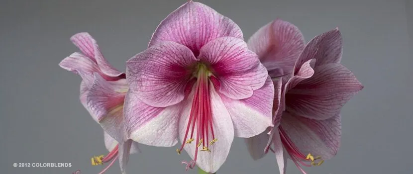 Purple Rain Amaryllis from Colorblends
