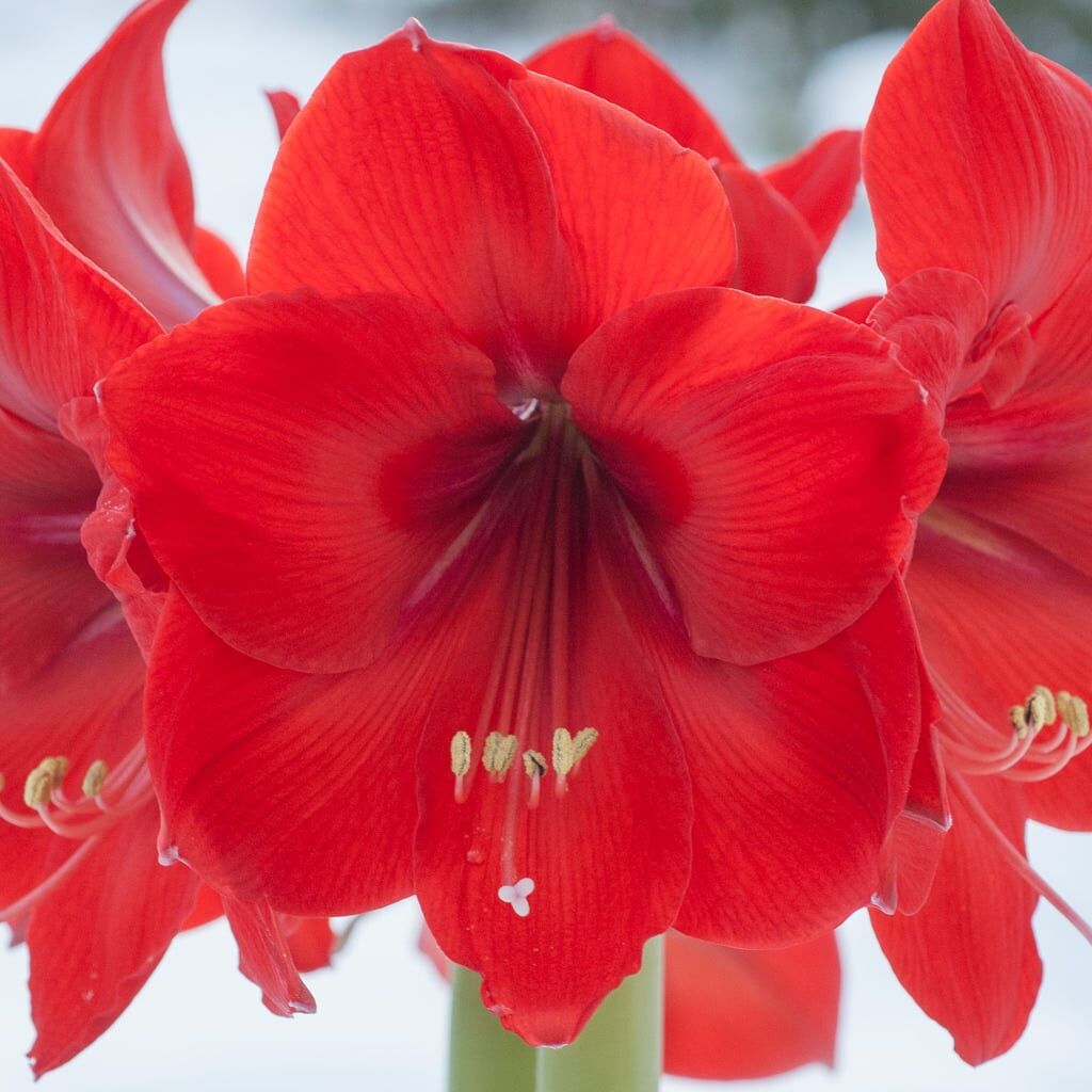 Red Rival Amaryllis from Colorblends